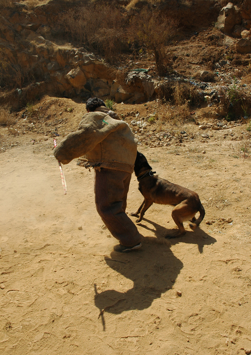 California Dog Bite Laws Don’t Require Prior Knowledge of a Dog’s Vicious Nature California Dog Bite Laws Don’t Require Prior Knowledge of a Dog’s Vicious Nature