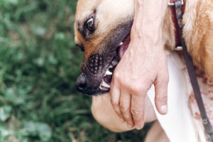 California Leads the Country in Dog Bite Injuries: Learn What to Do if You Are Injured